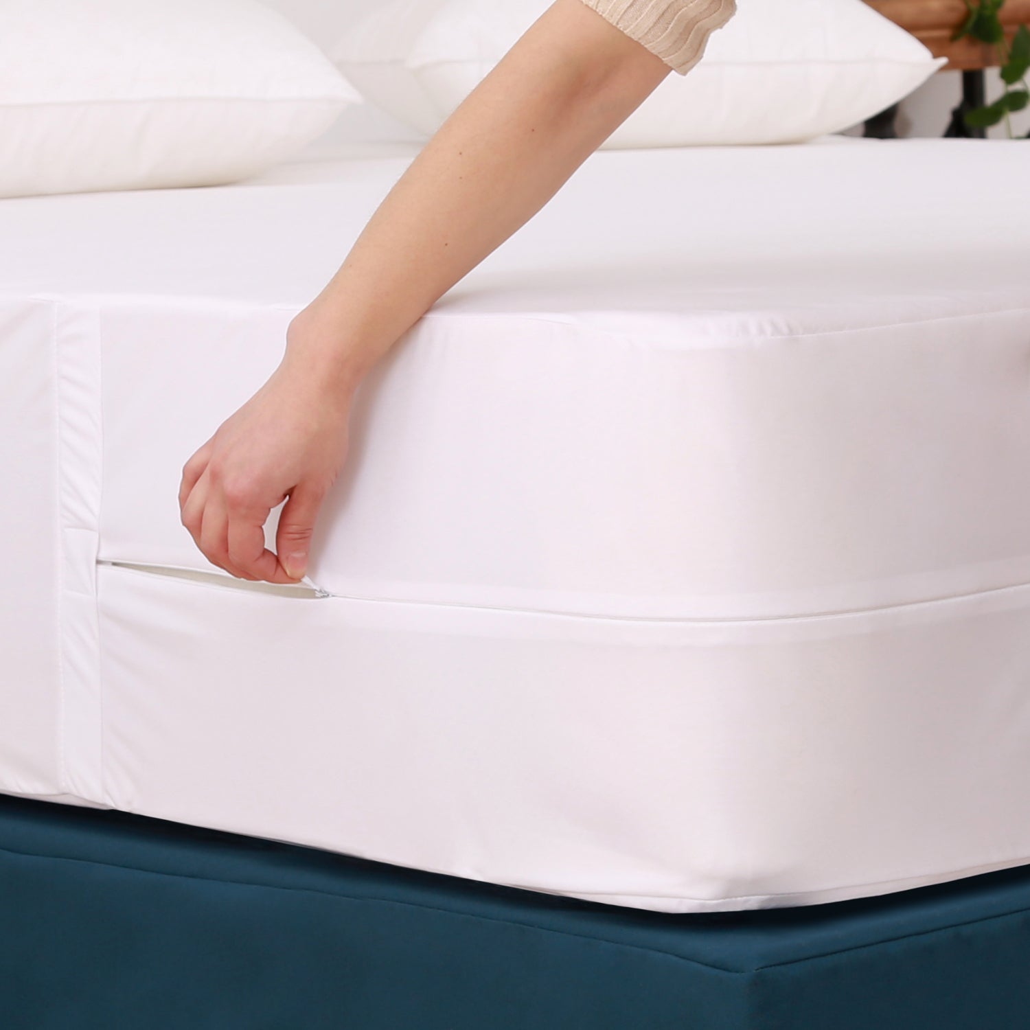 Bed Bugs In Bed